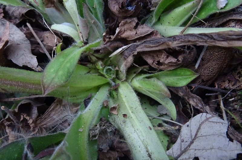 Pulmonaria vallarsae ?